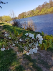 Cerasus