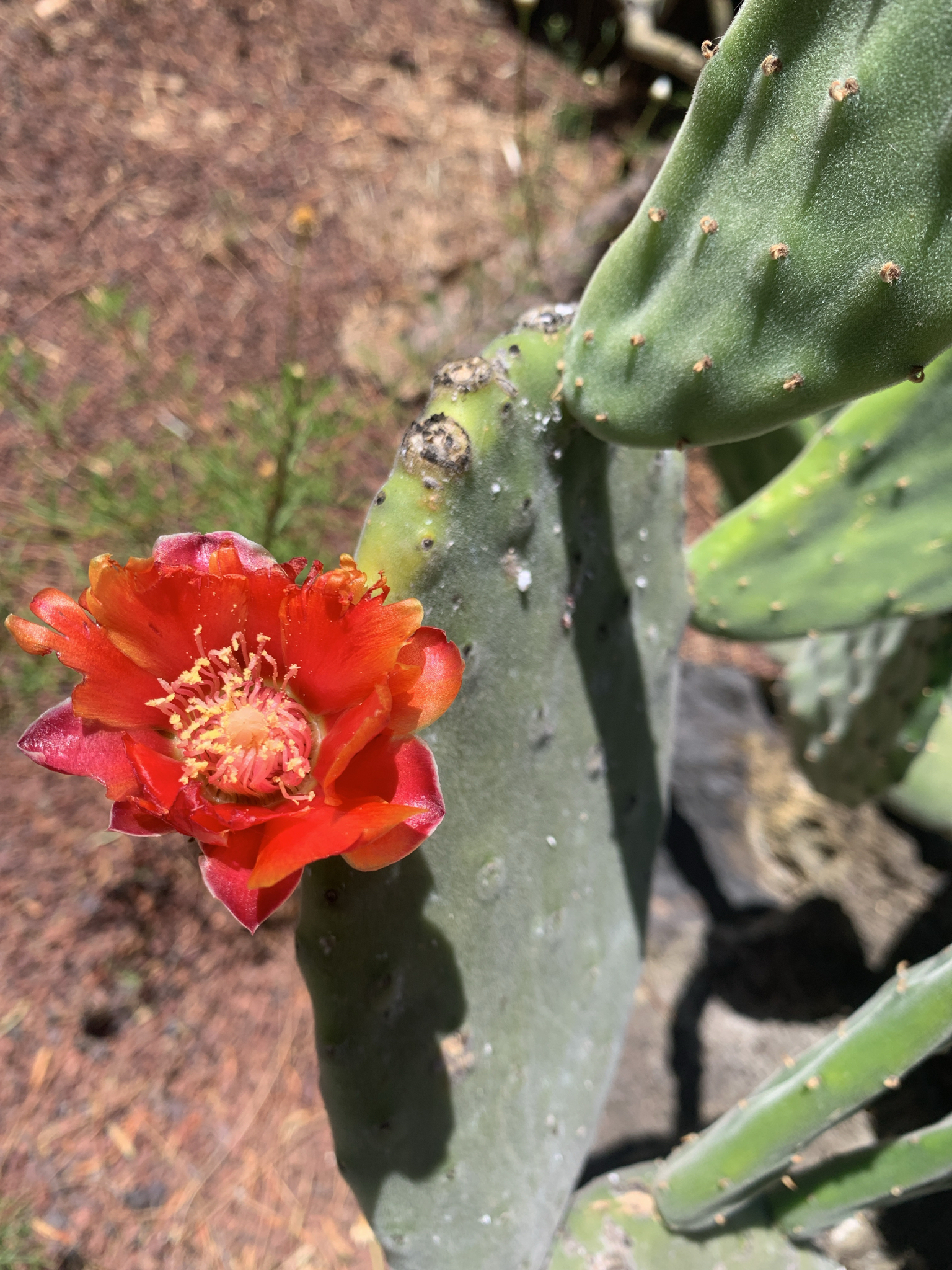 Nopal Chamacuerito