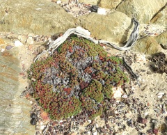 Limonium kraussianum