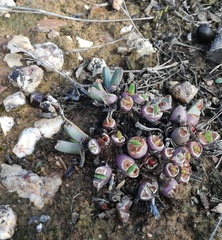 Acrodon bellidiflorus