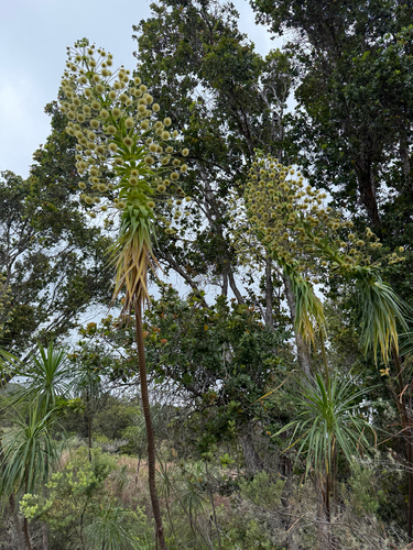 Wilkesia gymnoxiphium observed 2026-06-13