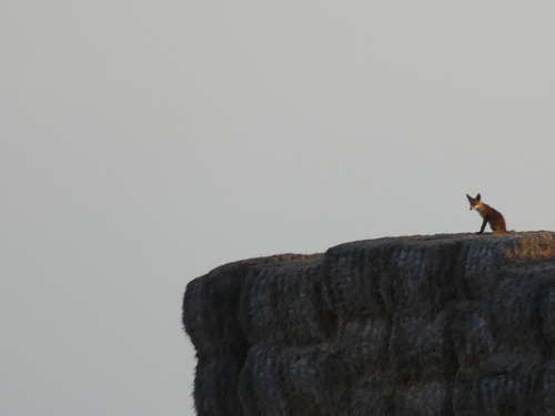 Iberian Red Fox