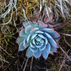 Echeveria subalpina