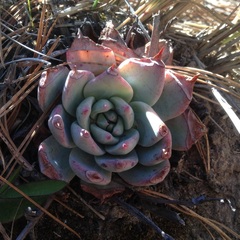 Echeveria subalpina