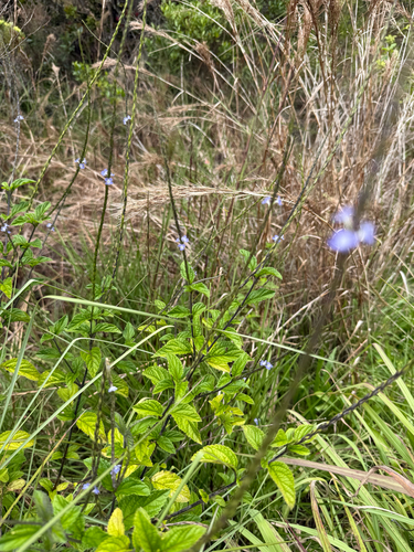Stachytarpheta cayennensis observed 2026-06-13