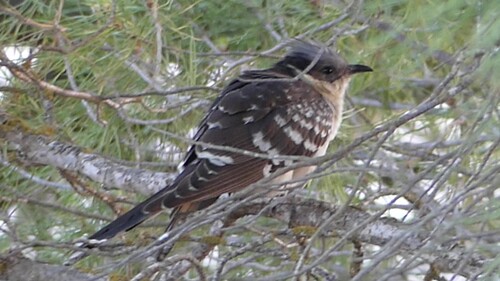 Great Spotted Cuckoo