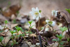 Hepatica acutiloba