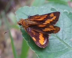 Taractrocera archias