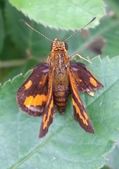 Taractrocera archias