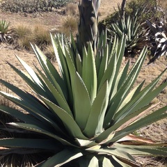 Agave applanata