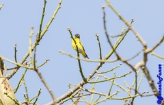Spinus magellanicus