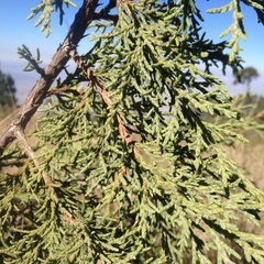 Juniperus deppeana deppeana