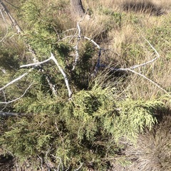 Juniperus deppeana deppeana