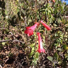 Penstemon isophyllus