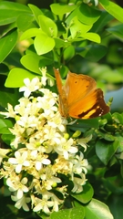 Doleschallia bisaltide