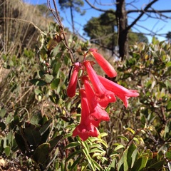 Penstemon isophyllus
