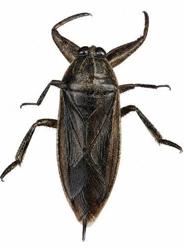 African Giant Water Bug