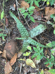 Aloe dyeri, photograph (c) alanbedfordshaw, some rights reserved (CC BY-SA)