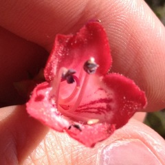 Penstemon isophyllus
