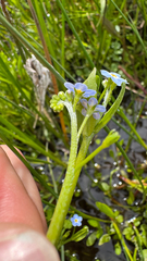 Myosotis secunda, photograph (c) Rosy Thomson, some rights reserved (CC BY)