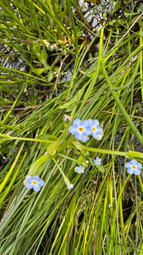 Myosotis secunda, photograph 2