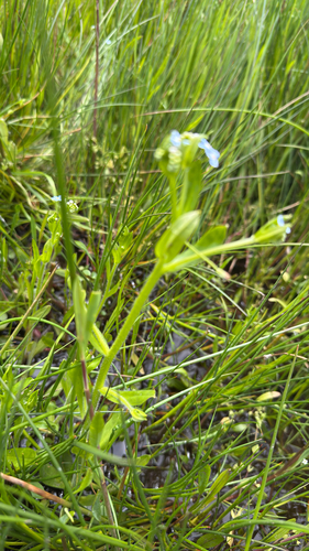 Myosotis secunda, photograph 3