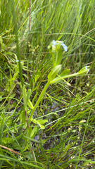 Myosotis secunda, photograph (c) Rosy Thomson, some rights reserved (CC BY)