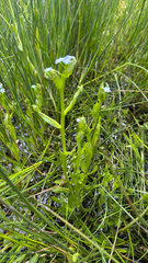 Myosotis secunda
