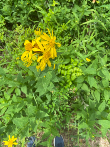 Senecio ampullaceus observed 2026-05-20