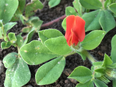 Lotus tetragonolobus