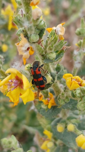 Trichodes leucopsideus