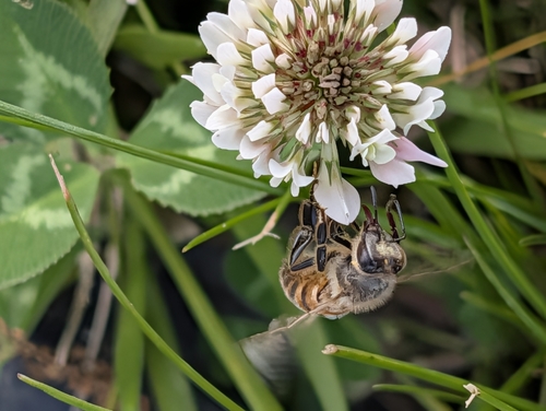 Western Honey Bee