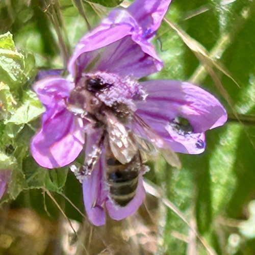 Western Honey Bee