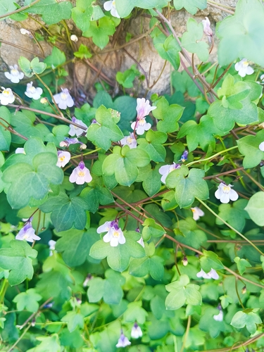 Ivy-leaved toadflax