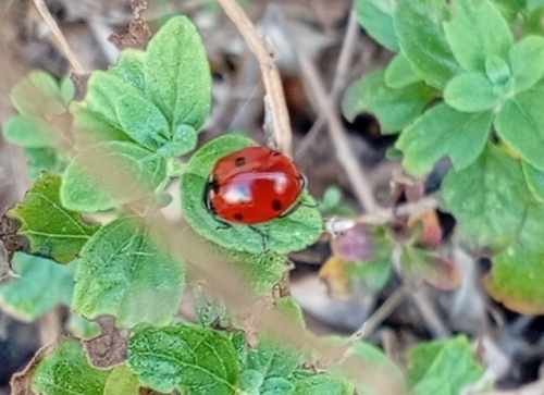 Seven-spotted Lady Beetle