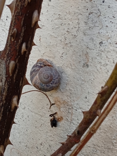 Garden Snail