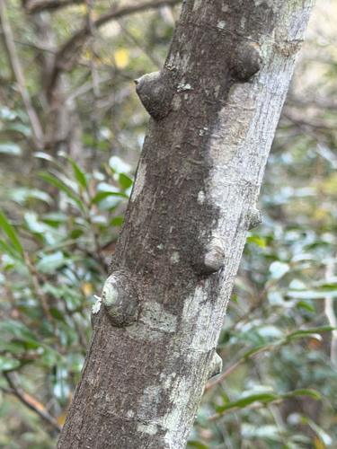 Zanthoxylum davyi