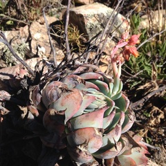 Echeveria subalpina