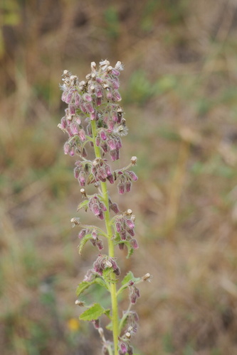 Blumea axillaris