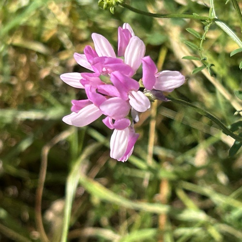 purple crownvetch