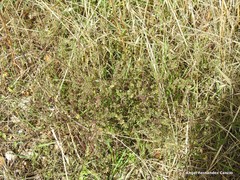 Odontites viscosus australis