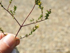 Odontites viscosus australis