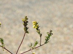 Odontites viscosus australis