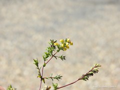 Odontites viscosus australis