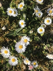 Bellis perennis