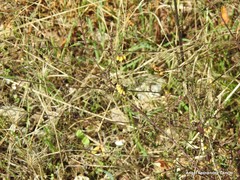 Odontites viscosus australis