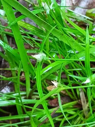 Rhynchospora pubera, 2026-06-14