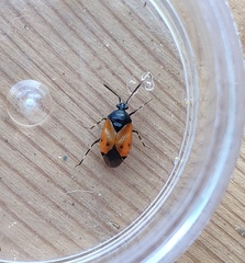 Deraeocoris rutilus