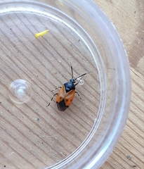 Deraeocoris rutilus