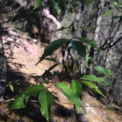 Prunus serotina capuli